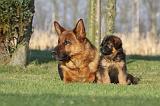 BERGER ALLEMAND 843